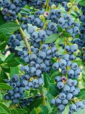BisonFrite